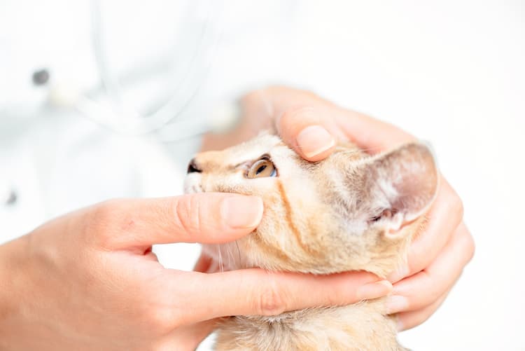 猫のぶどう膜炎の原因:眼球自体の問題