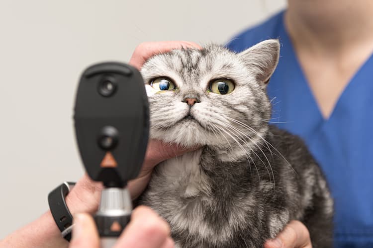猫のぶどう膜炎を放置するとどうなる?失明のリスクもある