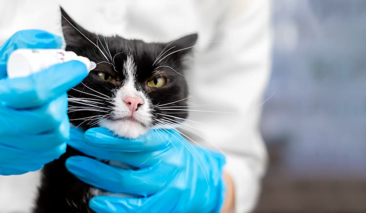 猫のぶどう膜炎の治療方法
