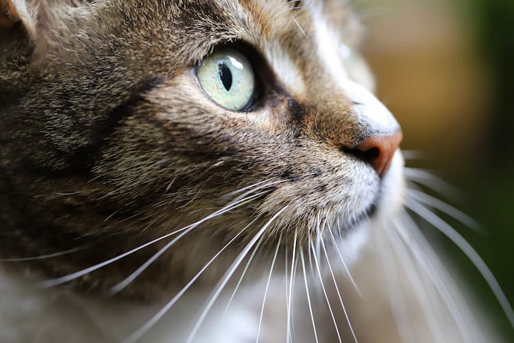 猫の鼻腔内リンパ腫とは?