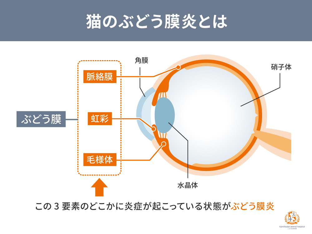 猫のぶどう膜炎とは