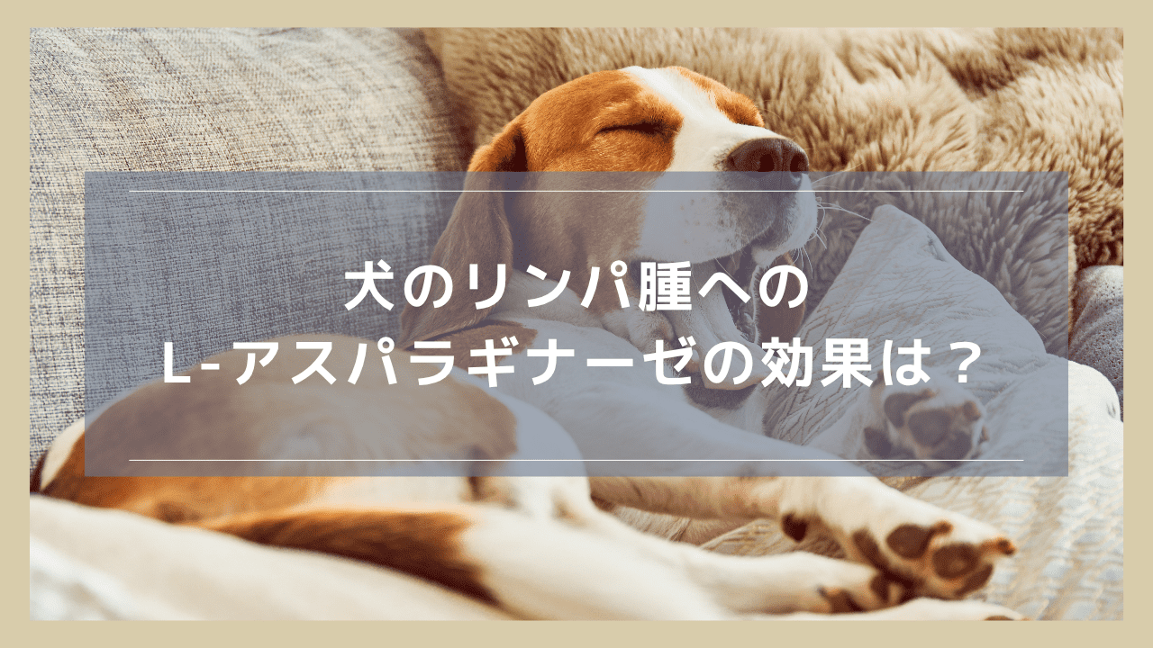 犬のリンパ腫に対するL-アスパラギナーゼの効果は？副作用や他の抗がん剤との違いも