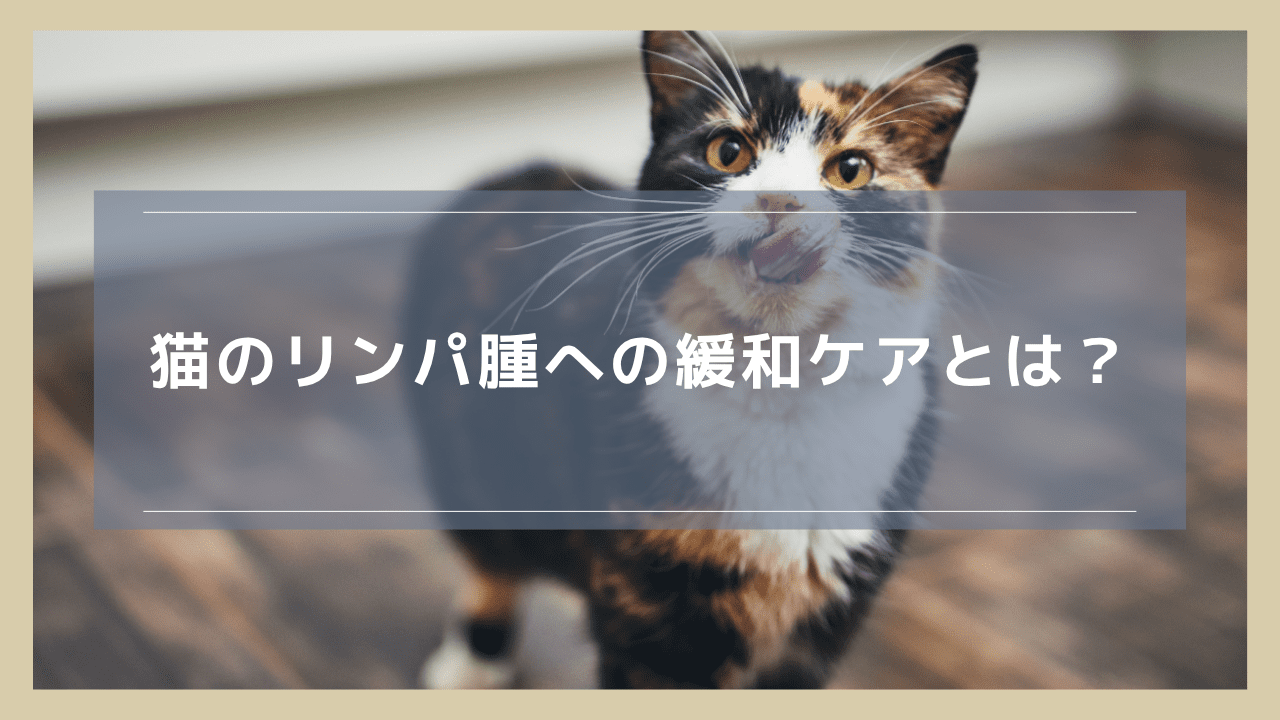 猫のリンパ腫に対する緩和ケアとは？選択する基準ややるべきことを解説