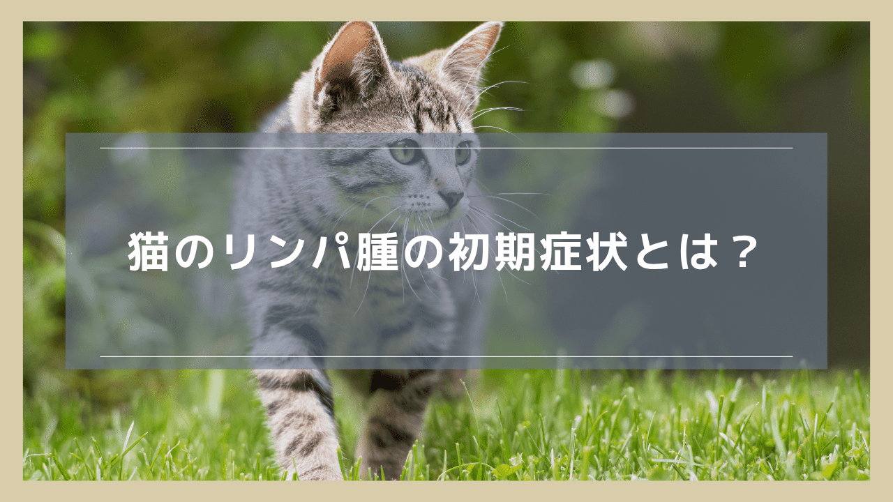 猫のリンパ腫の初期症状とは？特徴的な変化や放置するとどうなるのかを解説
