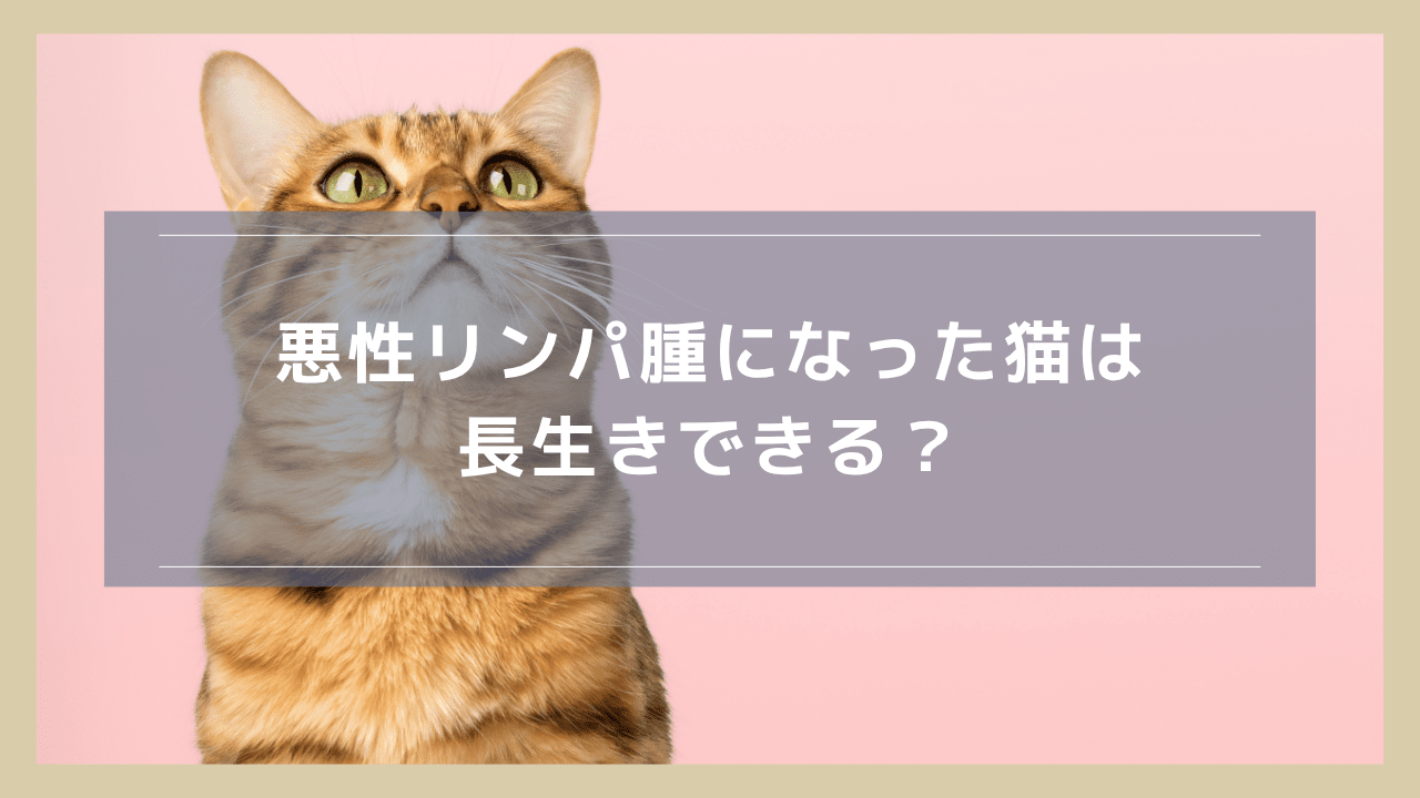 悪性リンパ腫になった猫は長生きできる？奇跡が起こることはあるのか