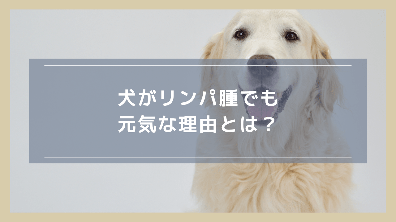犬がリンパ腫でも元気な理由とは？今やるべきことや放置の危険性