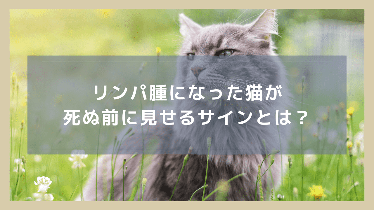 リンパ腫になった猫が死ぬ前に見せるサインとは？末期の看取りについても解説