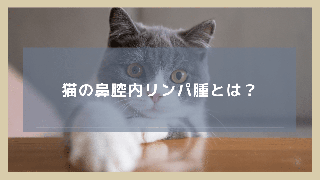 猫の鼻腔内リンパ腫とは？腫瘍による症状や治療について解説