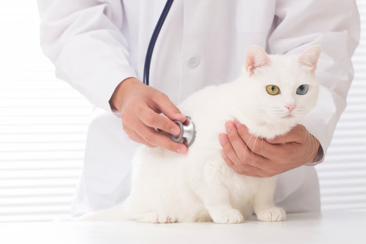 猫の縦隔型リンパ腫の検査・診断方法