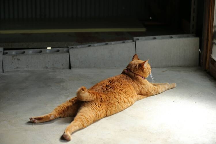 猫のリンパ腫治療を緩和ケアに切り替えた場合、どれくらい生きられる?