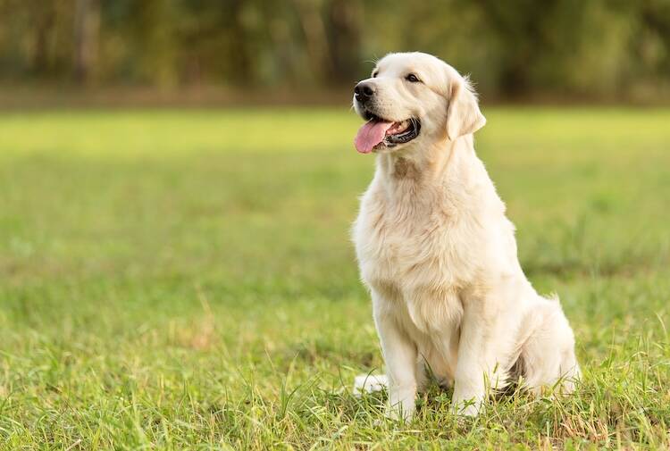 犬のリンパ腫はL-アスパラギナーゼのみで寛解させられるのか？