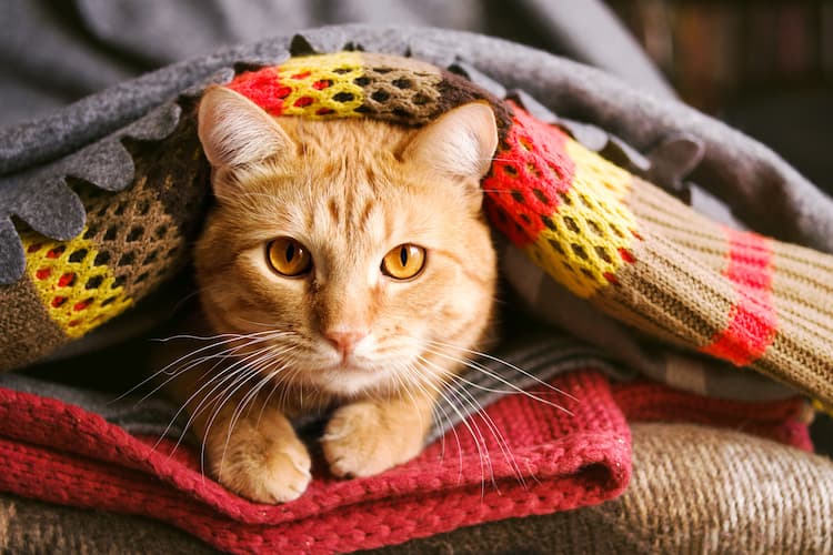猫の悪性リンパ腫は治る?完治は難しい
