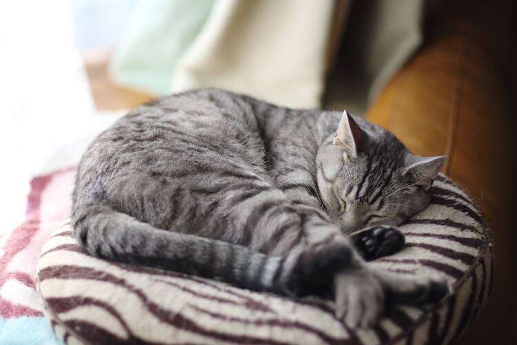 猫の鼻腔内リンパ腫で現れる症状