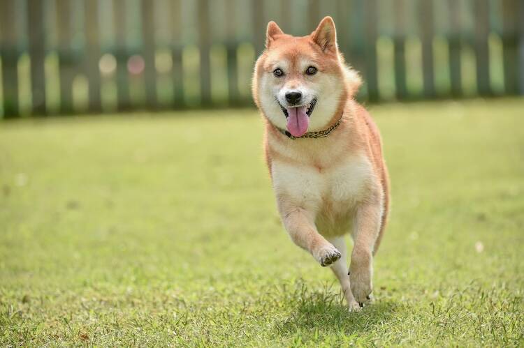 犬の皮膚型リンパ腫を未然に防ぐには