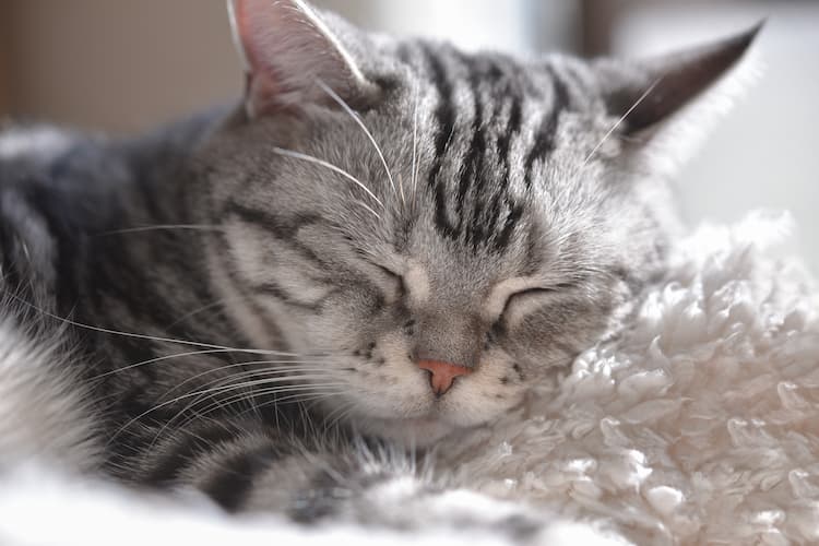 縦隔型リンパ腫になった猫はどのような最期を迎えるのか