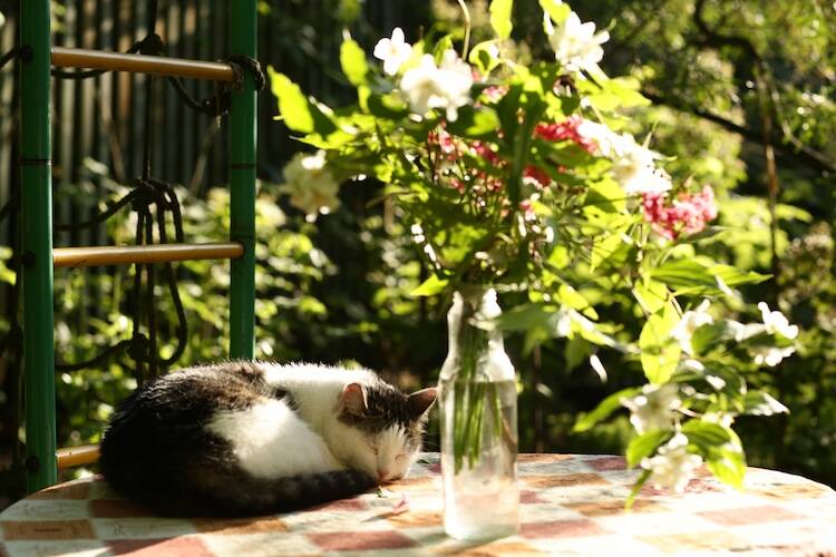 リンパ腫になった猫が死ぬ前に見せるサイン