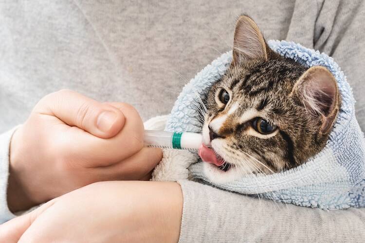 リンパ腫になった猫が末期を迎える前に準備しておくべきこと