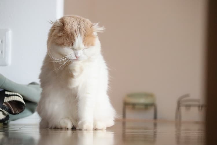 猫の縦隔型リンパ腫とは?