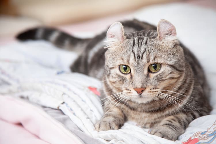 猫の鼻腔内リンパ腫を未然に防ぐには