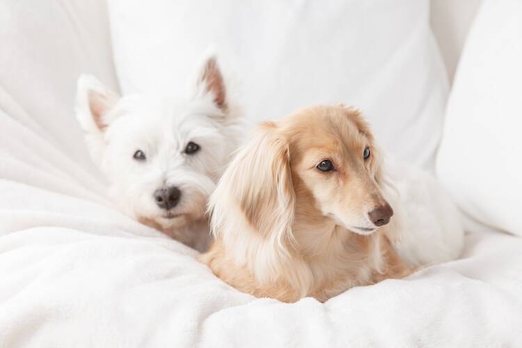 犬のリンパ腫に対してL-アスパラギナーゼを用いた症例