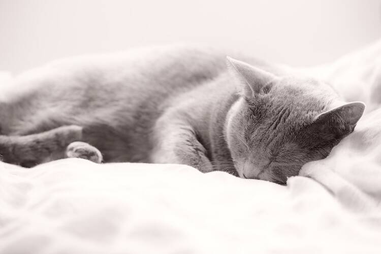 リンパ腫になった猫の末期の看取り方