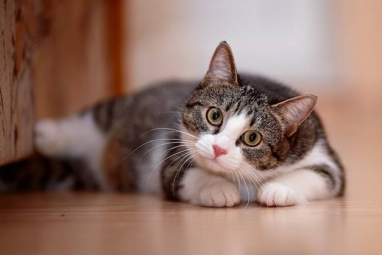 猫のリンパ腫の緩和ケアに対する当院の考え方