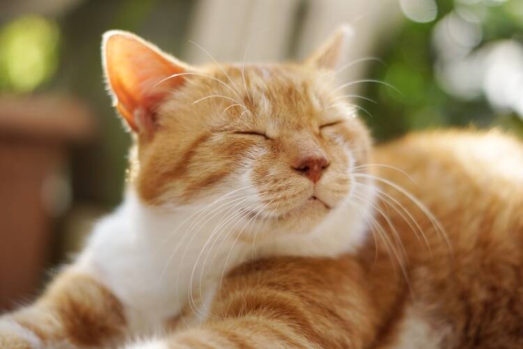 リンパ腫になった猫を緩和ケアで看取る場合、心がけることは?