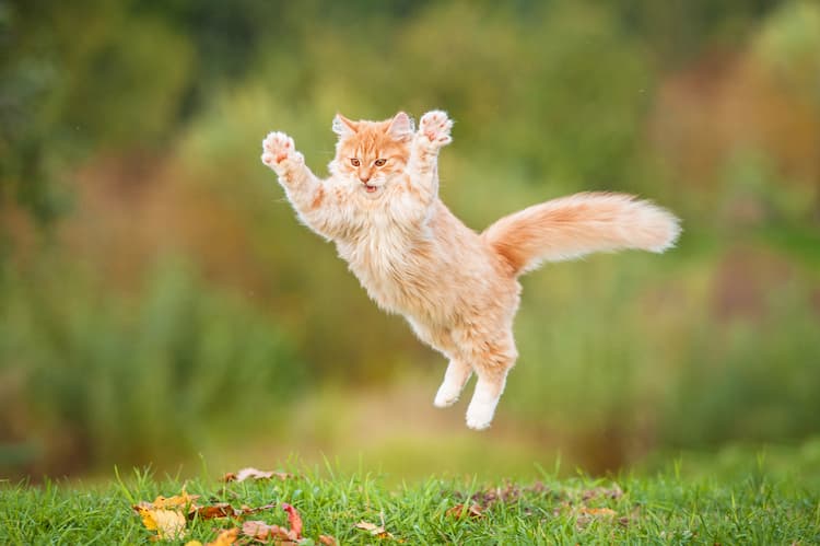 猫が悪性リンパ腫を発症する原因