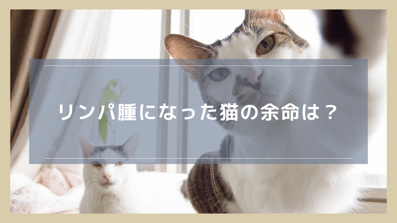 リンパ腫になった猫の余命は？治療しない場合・する場合でそれぞれ解説
