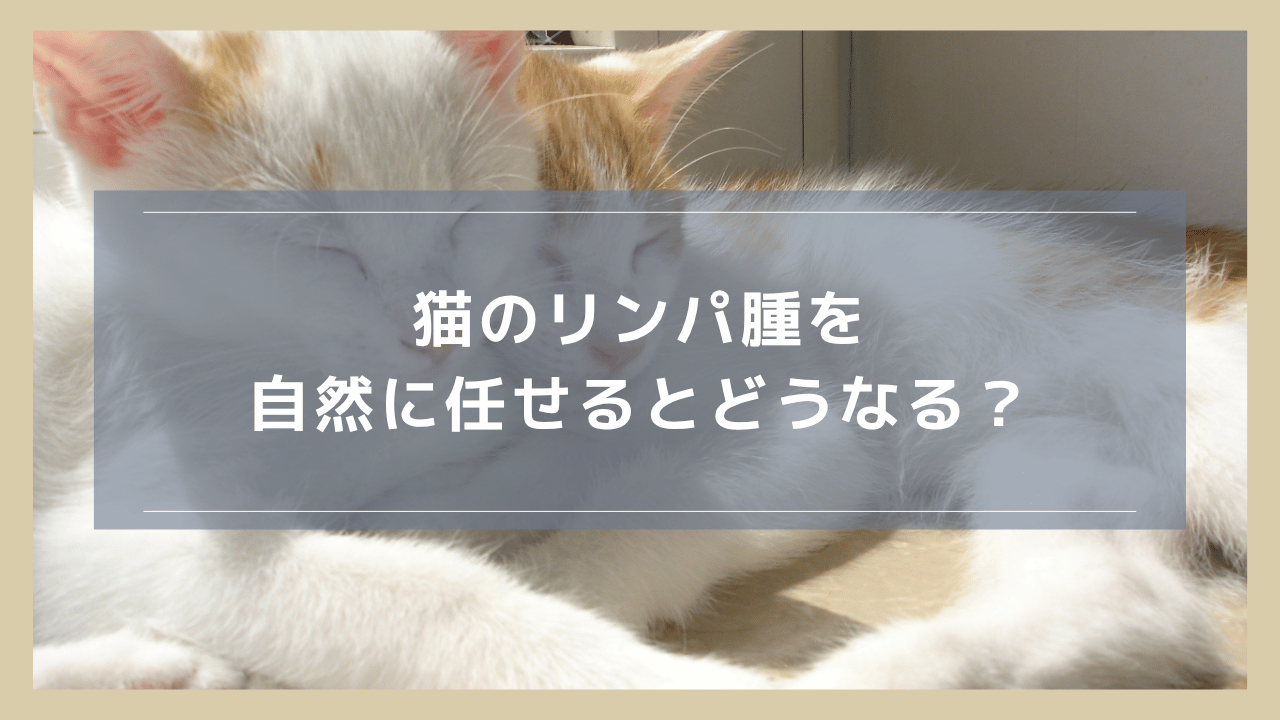 猫のリンパ腫を自然に任せるとどうなる？最期の様子や事前に検討すべきこと