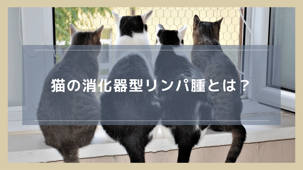 猫の消化器型リンパ腫とは？症状や治療、余命について解説