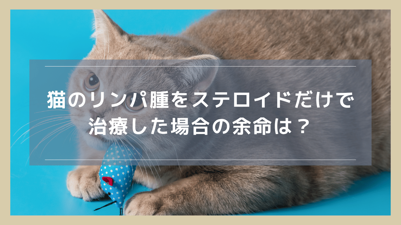 猫のリンパ腫をステロイドだけで治療した場合の余命は？寛解の見込みや予後について解説