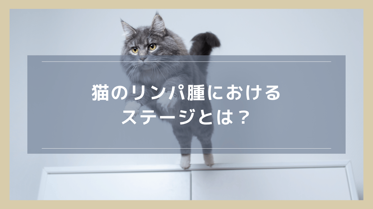 猫のリンパ腫におけるステージとは？分類やステージ毎の深刻度を解説