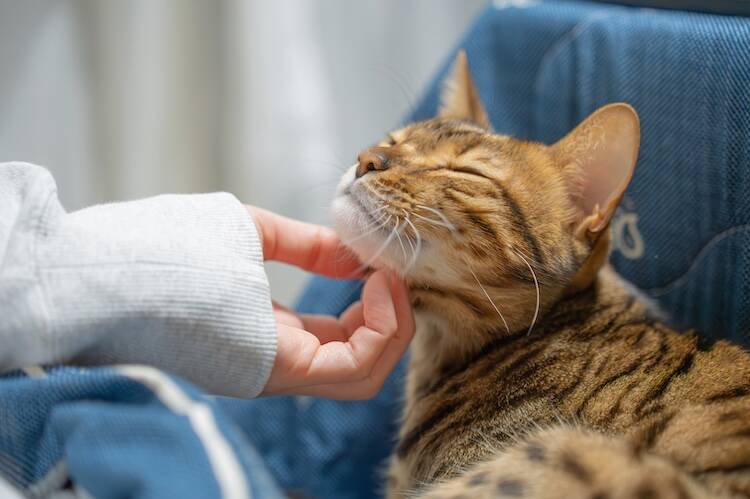 良性が存在しない猫のリンパ腫に対し、飼い主は何をしてあげるべきなのか
