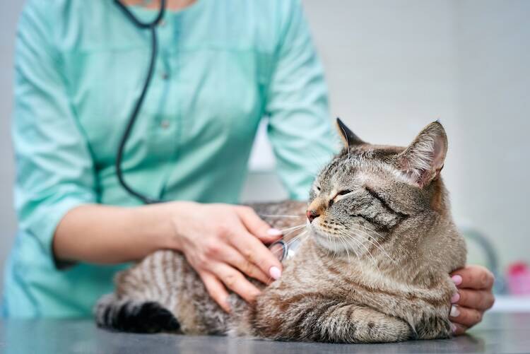 猫のリンパ腫を自然に任せる前に検討すべきこと