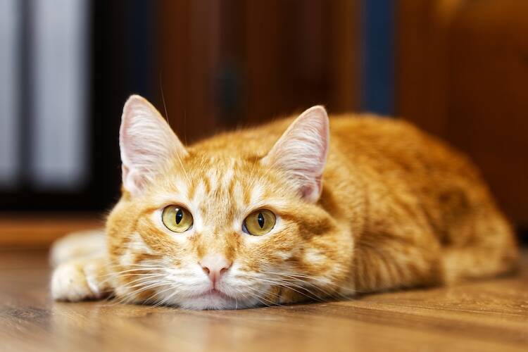 猫のリンパ腫を「自然に任せる」に対する獣医師目線の考え