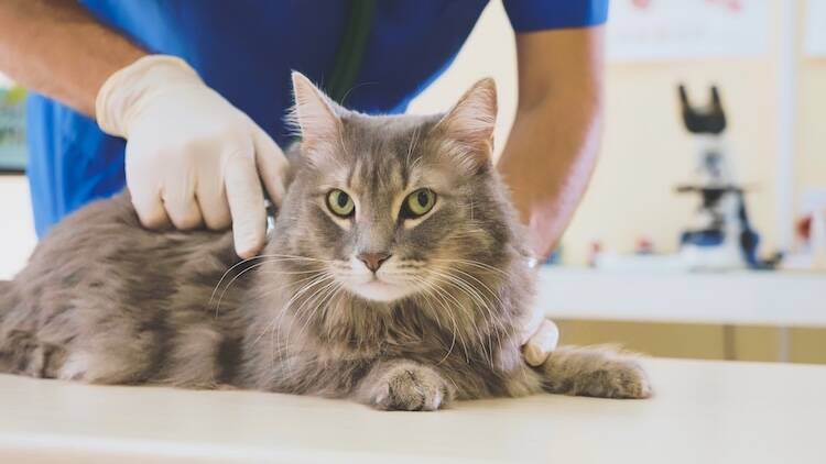 猫の消化器型リンパ腫とは