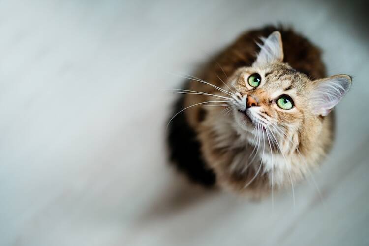 猫のリンパ腫におけるステージとは