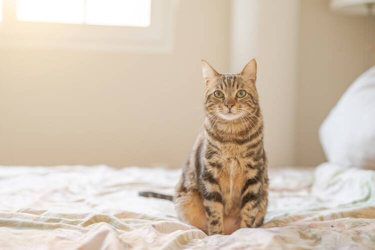 良性が存在しない猫のリンパ腫は、発症したら助からない？
