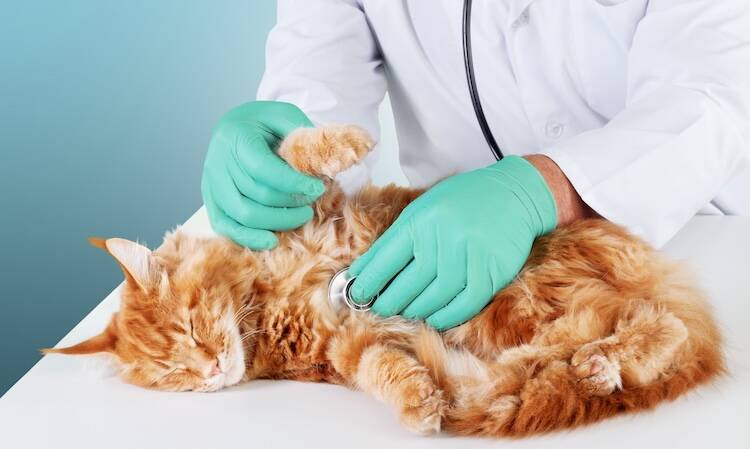 猫の鼻腔内リンパ腫の検査・診断方法