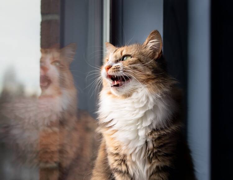猫のリンパ腫をステロイドだけで治療した場合の予後