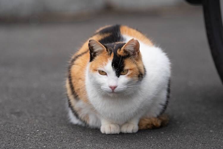 猫の消化器型リンパ腫は転移する？