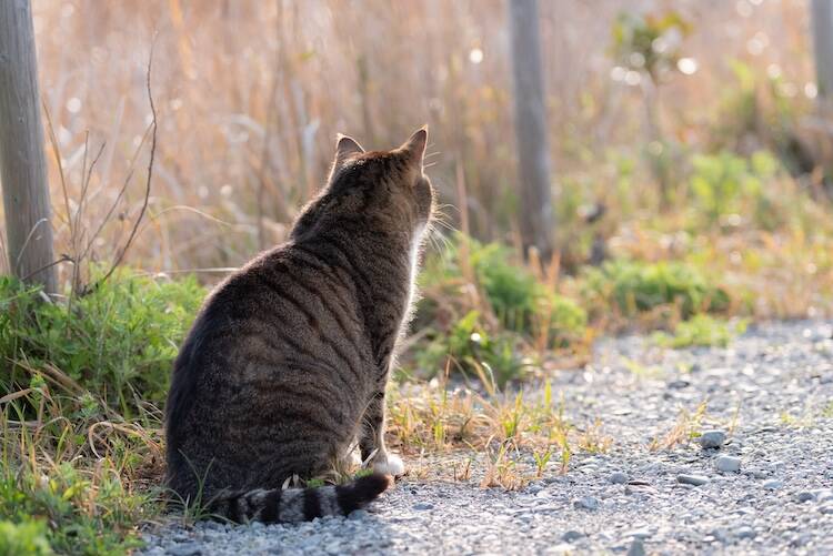 猫のリンパ腫を自然に任せるとどのような最期を迎えるのか