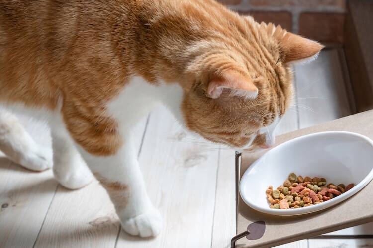 猫の消化器型リンパ腫で現れる症状