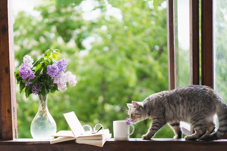 猫のリンパ腫を自然に任せる場合に心がけるべきこと