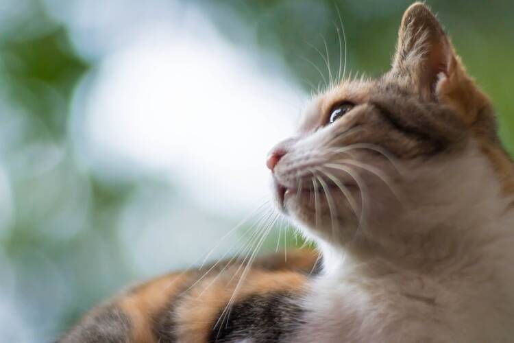 消化器型リンパ腫になった猫の生存率