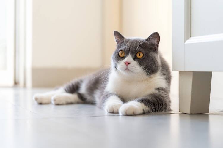 猫のリンパ腫におけるサブステージ
