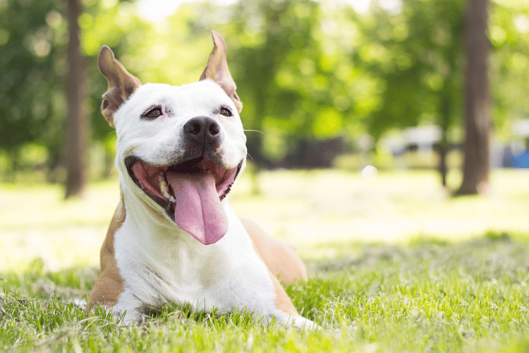 犬の肝臓癌は初期だと痛みを感じづらい