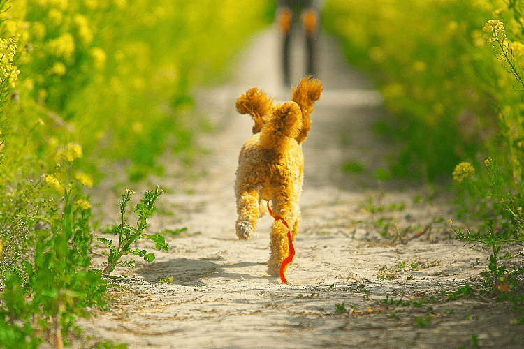 犬の肝臓がんを治療した場合の余命