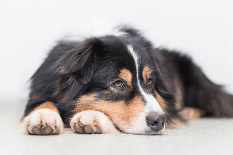 犬の肝臓腫瘍が良性の場合に見せる様子